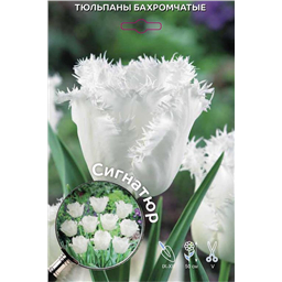 Тюльпан Бахромчатый Сигнатюр