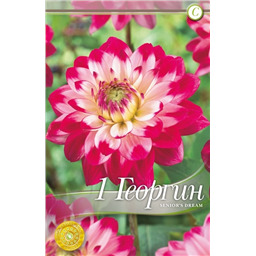 Синьорс Дрим