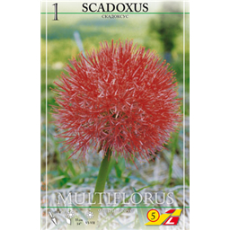Скадоксус мультифлорус