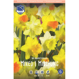 Смесь ботанических нарциссов