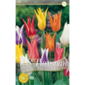 Смесь лилиецветных тюльпанов