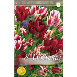 Смесь многодцветковых Клаб