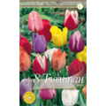 Смесь триумф тюльпанов