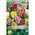 Смесь зеленоцветных тюльпанов