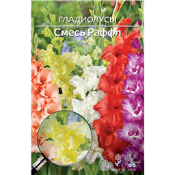 Смесь гладиолусов Раффл