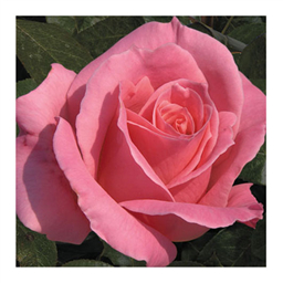 Смут Вельвет