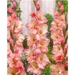 Спарклин Стар