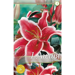 Старфайтер