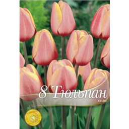 Тюльпан Асахи