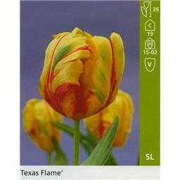 Техас Флейм