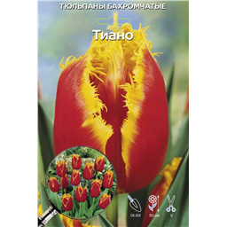Тюльпан Бахромчатый Тиано