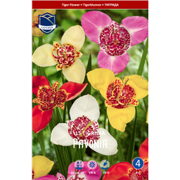 Тигридия Павония