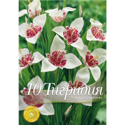 Тигридия грандифлора Альба