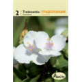 Традесканция Инносенс