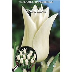 Тюльпан Лилиецветный Трес Шик