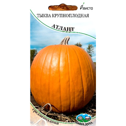 Тыква крупноплодная Атлант
