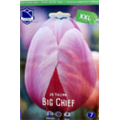 Тюльпан Биг Чиф