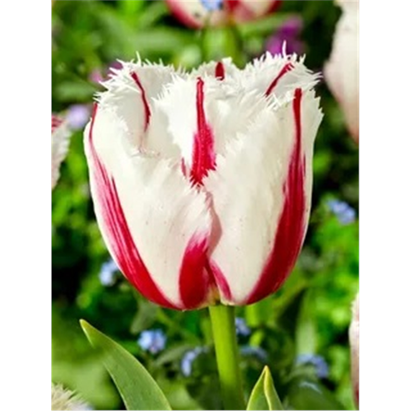 Тюльпан Бёрнинг Фаир