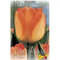 Тюльпан Дэйдрим