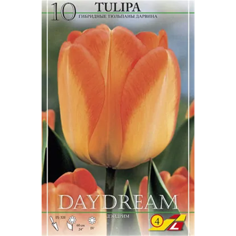 Тюльпан Дэйдрим