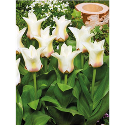 Тюльпан Джанет