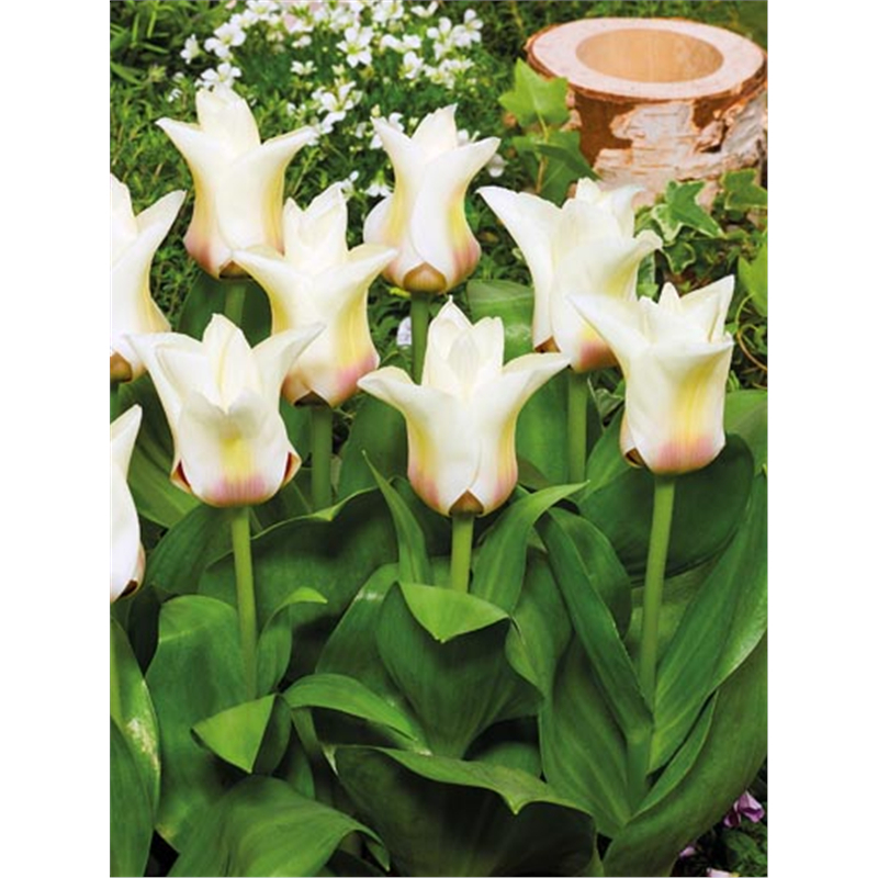 Тюльпан Джанет