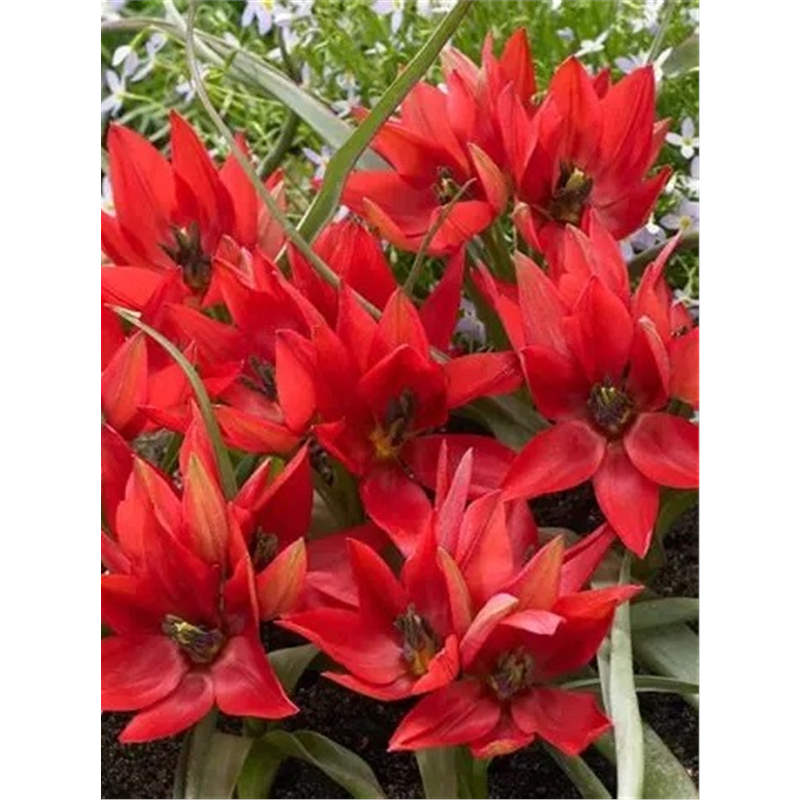 Тюльпан Фенна