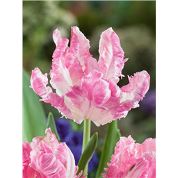 Тюльпан Фламинго Квин