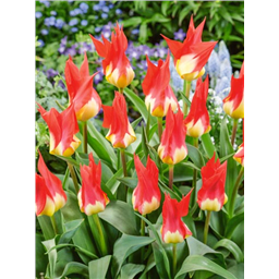 Тюльпан Флеймз Мистери