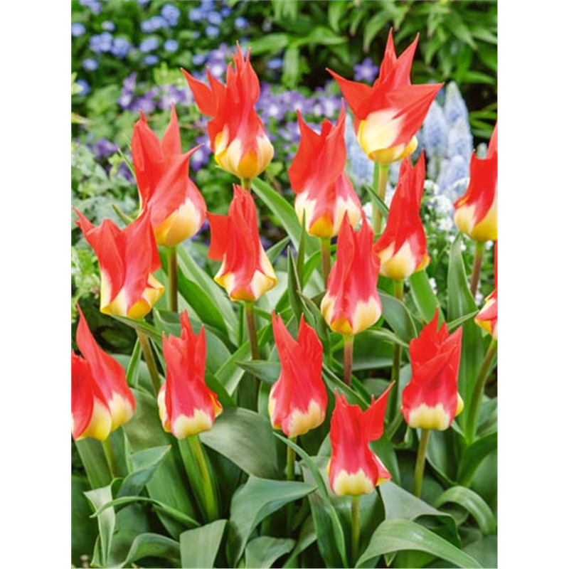 Тюльпан Флеймз Мистери