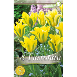 Тюльпан Формоза