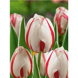 Тюльпан Хеппи Дженерейшн