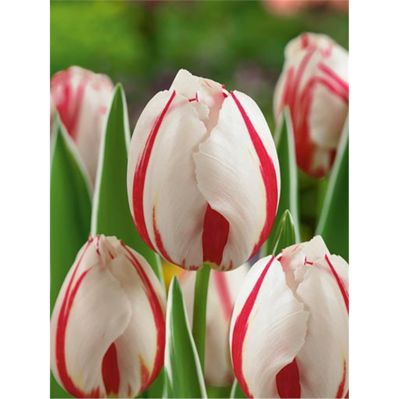 Тюльпан Хеппи Дженерейшн