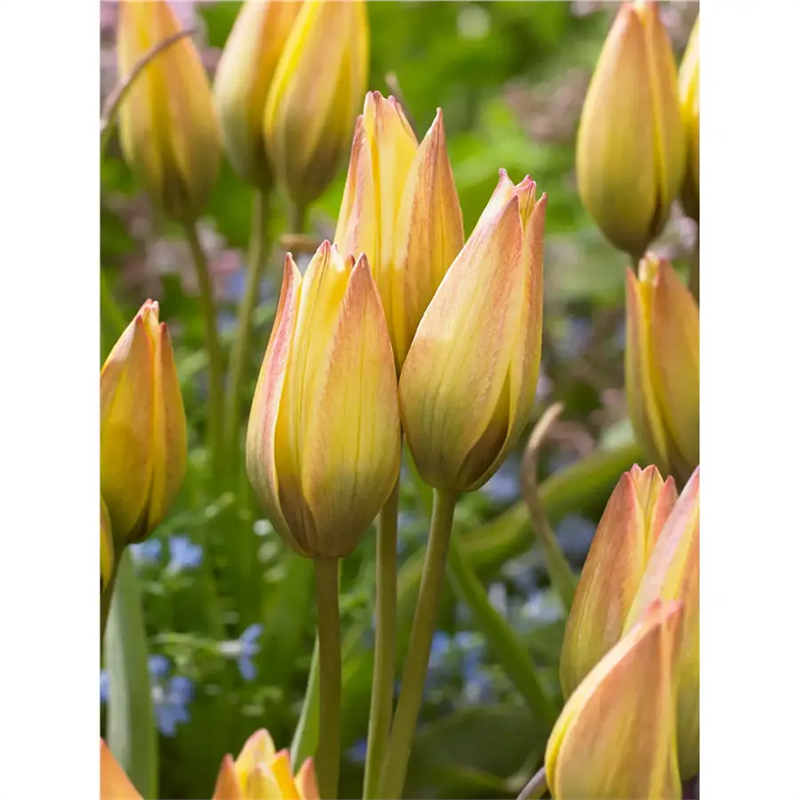 Тюльпан Лука