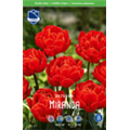 Тюльпан Миранда