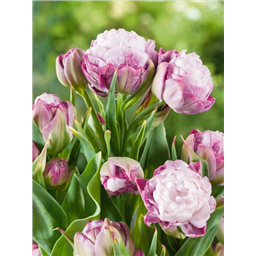 Тюльпан Пегги Вандер