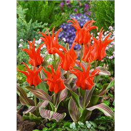 Тюльпан Ригас Баррикадес