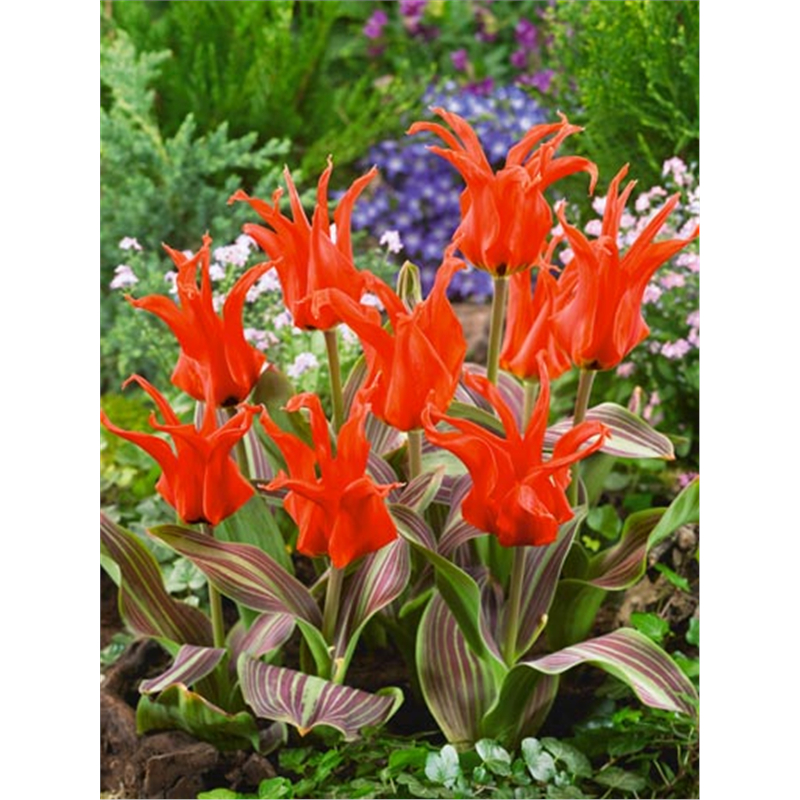 Тюльпан Ригас Баррикадес