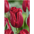 Тюльпан Руби Принц
