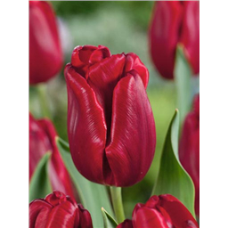 Тюльпан Руби Принц