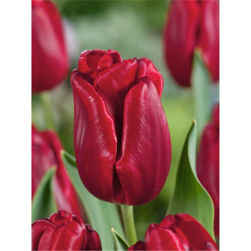 Тюльпан Руби Принц