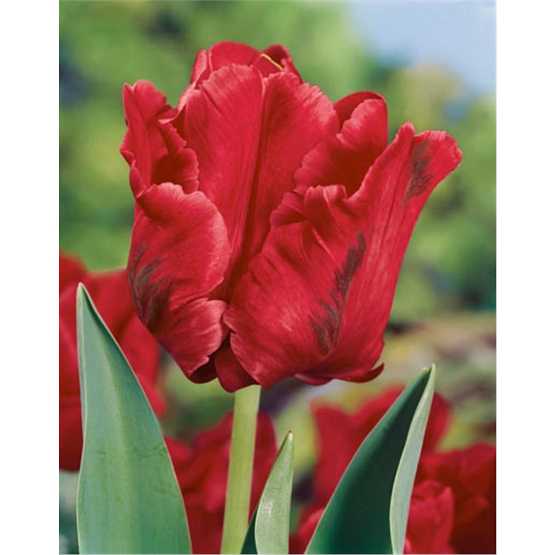 Тюльпан Седов Пэррот