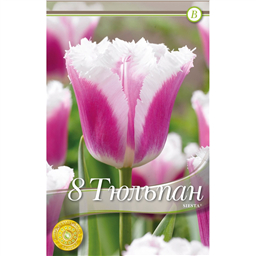 Тюльпан Сиеста