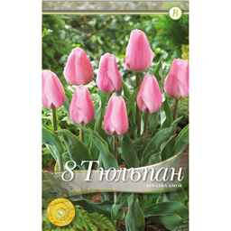 Тюльпан Синаеда Амор