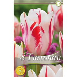 Тюльпан Сорбет