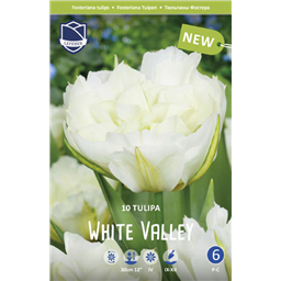Тюльпан Уайт Велли
