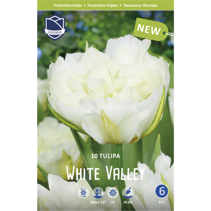 Тюльпан Уайт Велли