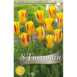 Тюльпан Вашингтон