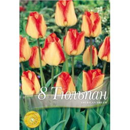 Тюльпан Американ Дрим