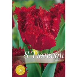 Тюльпан Барбадос